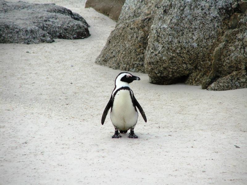 Jack Ass Penguins 40